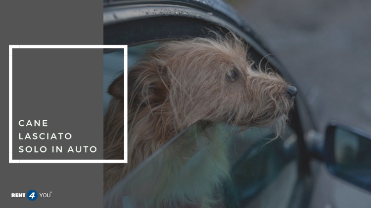  Quali sono le implicazioni legali di lasciare un cane all'interno di un'automobile?