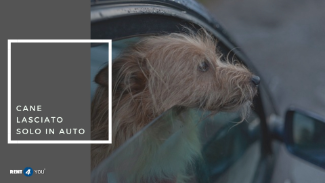  Quali sono le implicazioni legali di lasciare un cane all'interno di un'automobile?